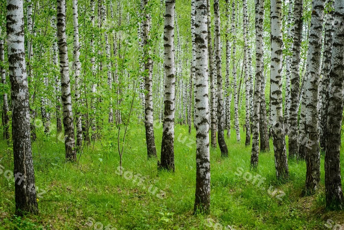 Qayinzorni ko'rish | View birch grove