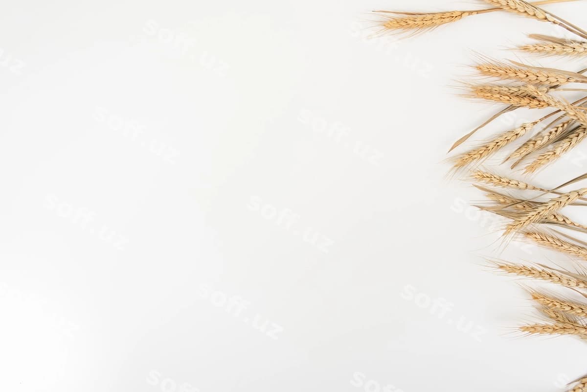Buğum oq stol orqa fonda yuqori ko'rinish | Wheat white table background top view