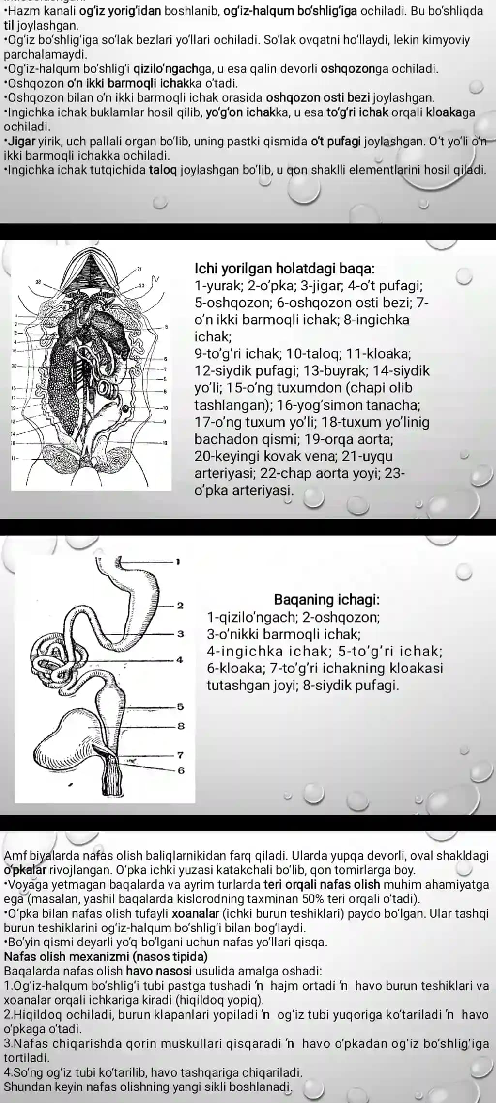 virusalogiya fanidan taqdimot