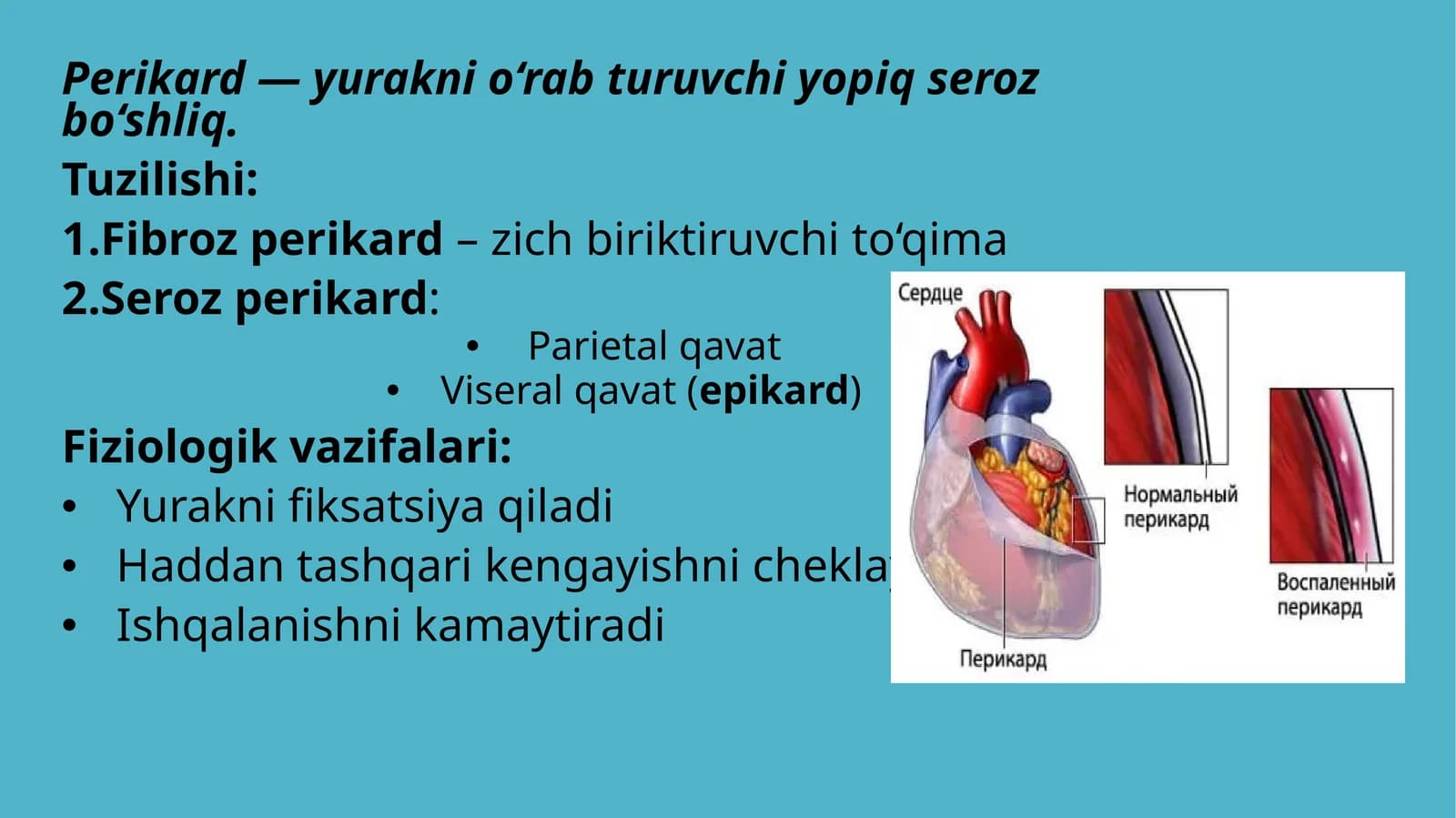 perikard...