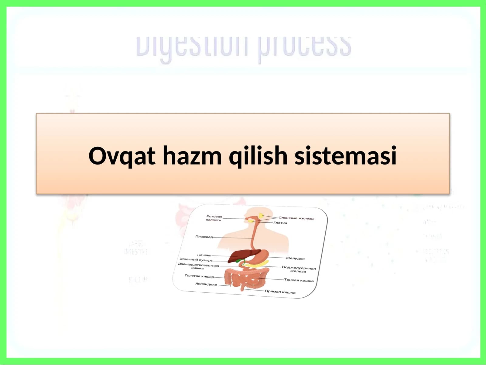 Ovqat hazm qilish sistemasi