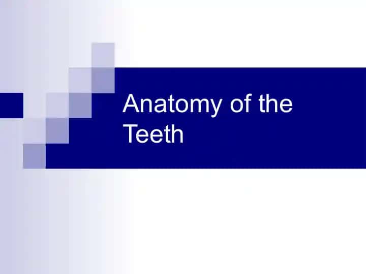 Anatomy of the Teeth