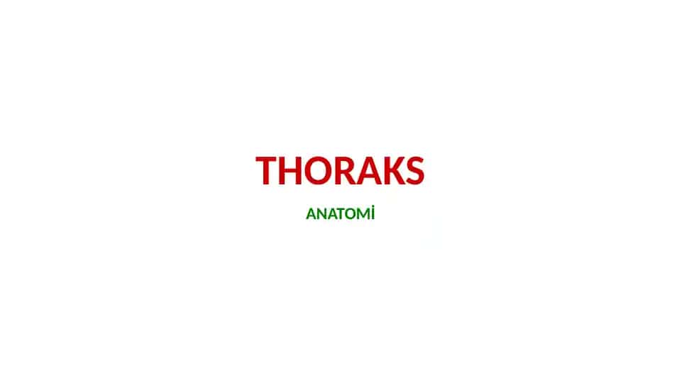 THORAKS ANATOMİ