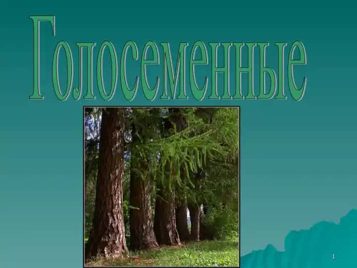 Голосеменные