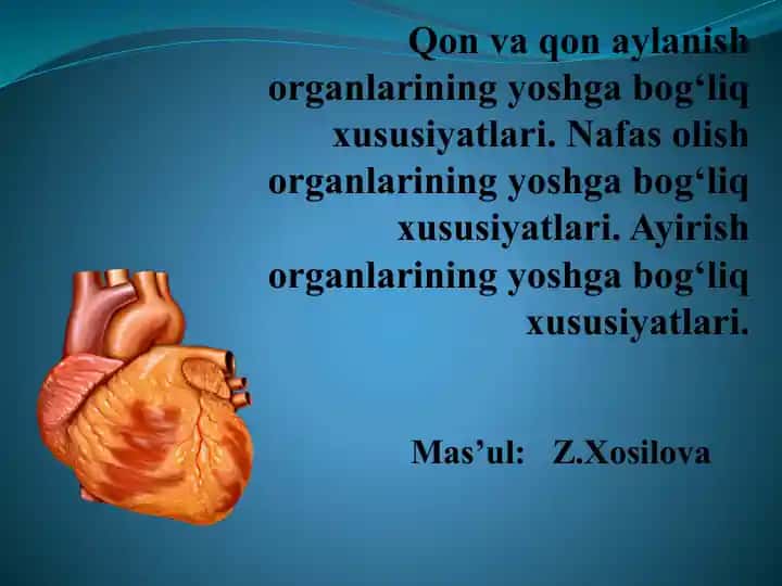 Qon vaqon aylanish organlarining yoshga bog‘liqxususiyatlari