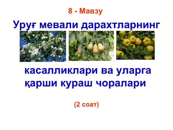 Уруғ мевали дарахтларнинг касалликлари ва уларга қарши кураш чоралари