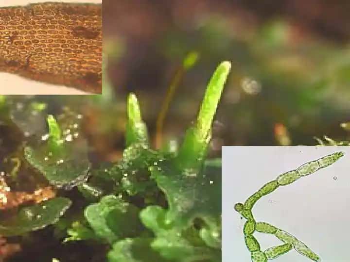 Moqoviy o'tlar
