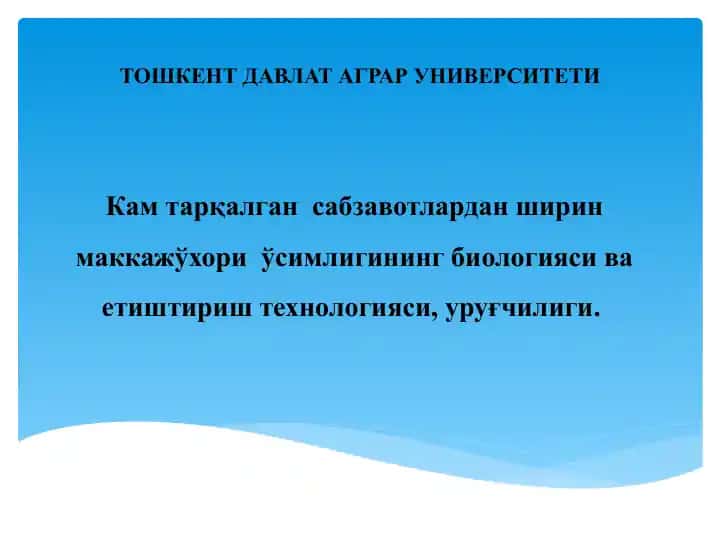 Маккажўхори