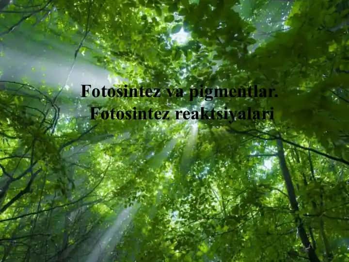Fotosintez