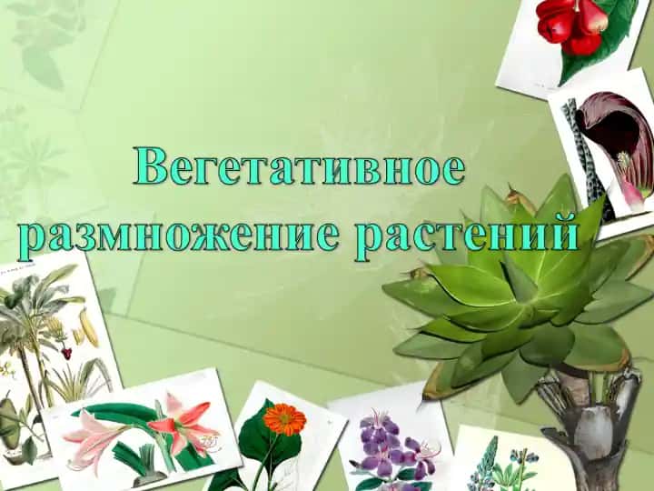 Вегетативное размножение