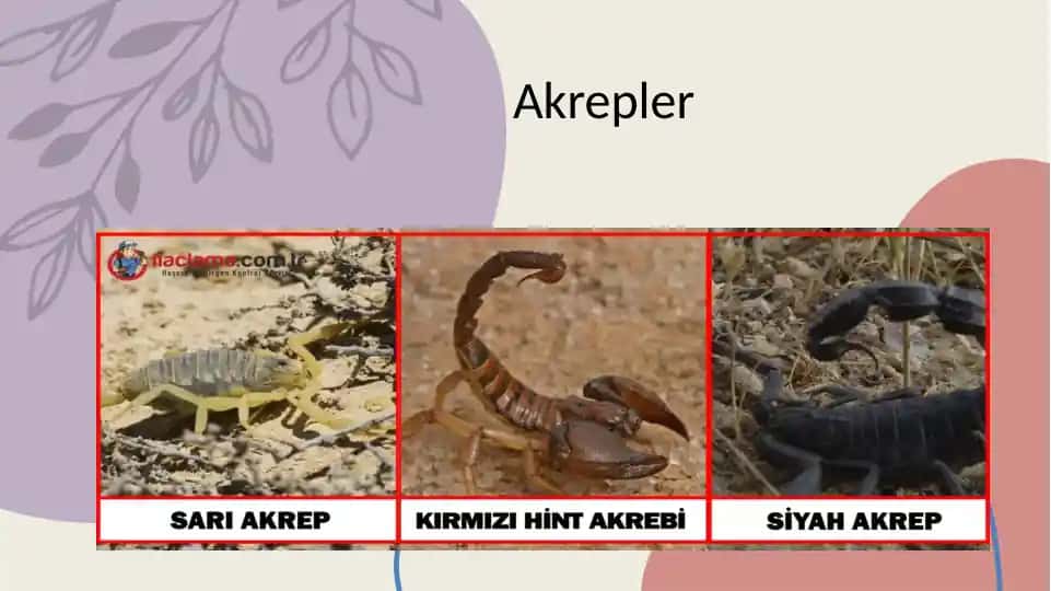 Akrepler
