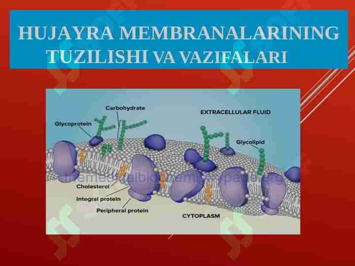Hujаyrа mеmbrаnаlаrining tuzilishi va vazifalari