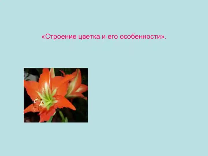 Строение цветка и его особенности