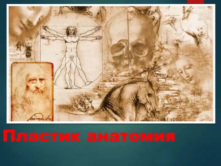 Plastik anatomiya