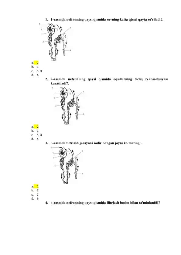 Nefronning funktsiyalari