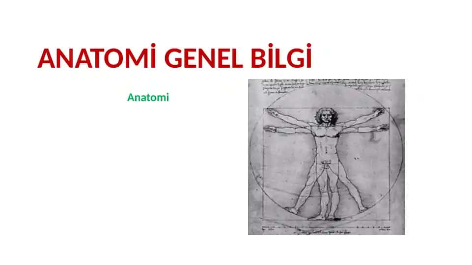 ANATOMİ GENEL BİLGİ