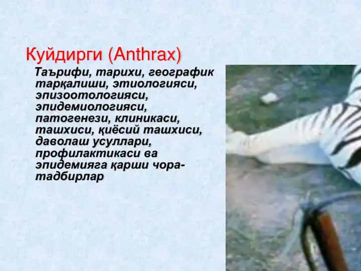Куйдирги (Anthrax)