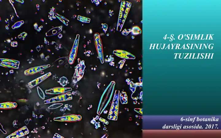 O'SIMLIK HUJAYRASINING TUZILISHI