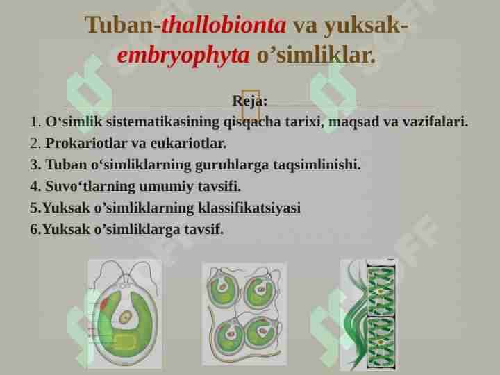 Yuksak va tuban oʻsimliklar bilan umumiy tanishish