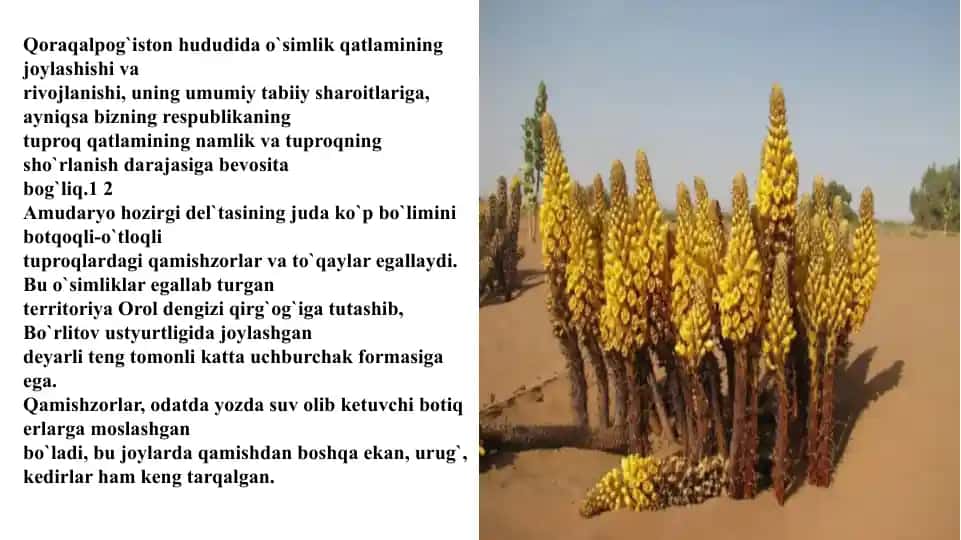O`simlik qatlami joylashishi va rivojlanishi