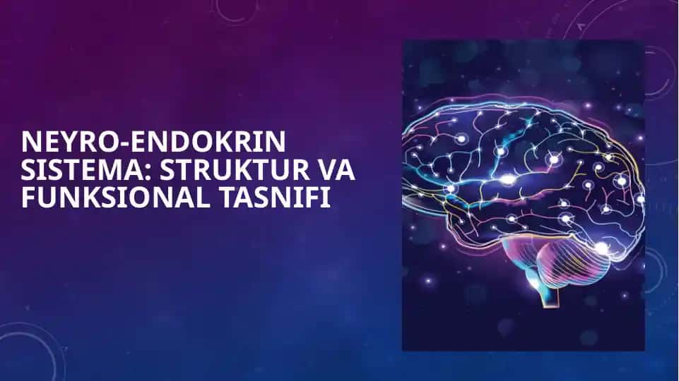 Neyro-endokrin Sistema Struktur va Funksional Tasnifi