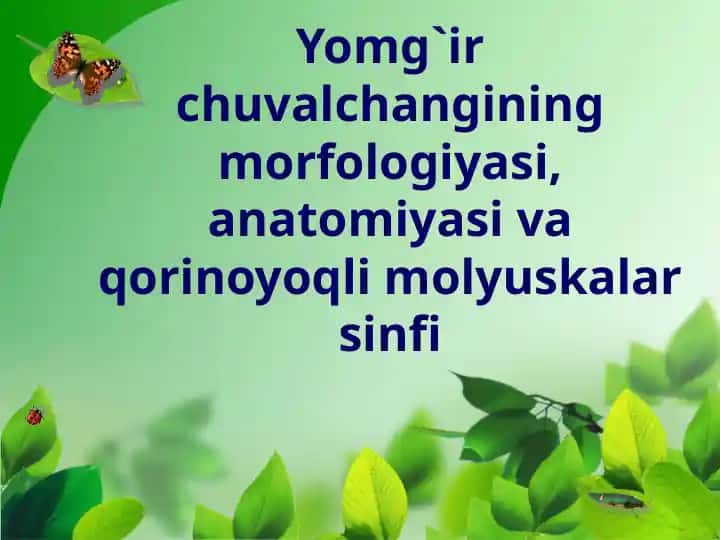 Yomg`ir chuvalchangining morfologiyasi, anatomiyasi va qorinoyoqli molyuskalar sinfi
