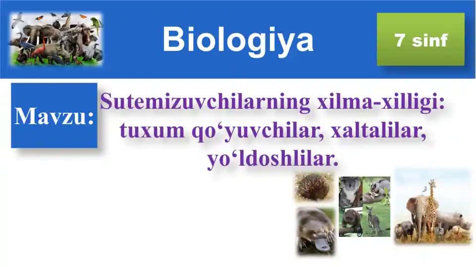Sutemizuvchilarning xilma-xilligi: tuxum qo‘yuvchilar, xaltalilar, yo‘ldoshlilar