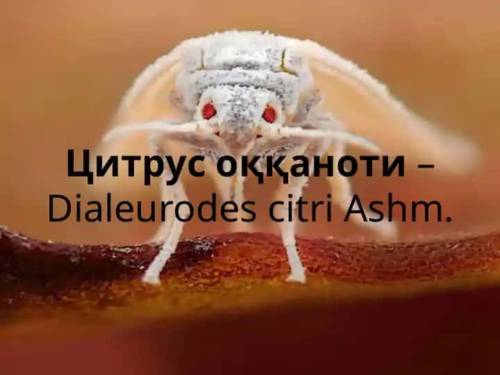 Citrus oqqanoti (Dialeurodes citri Ashm.)