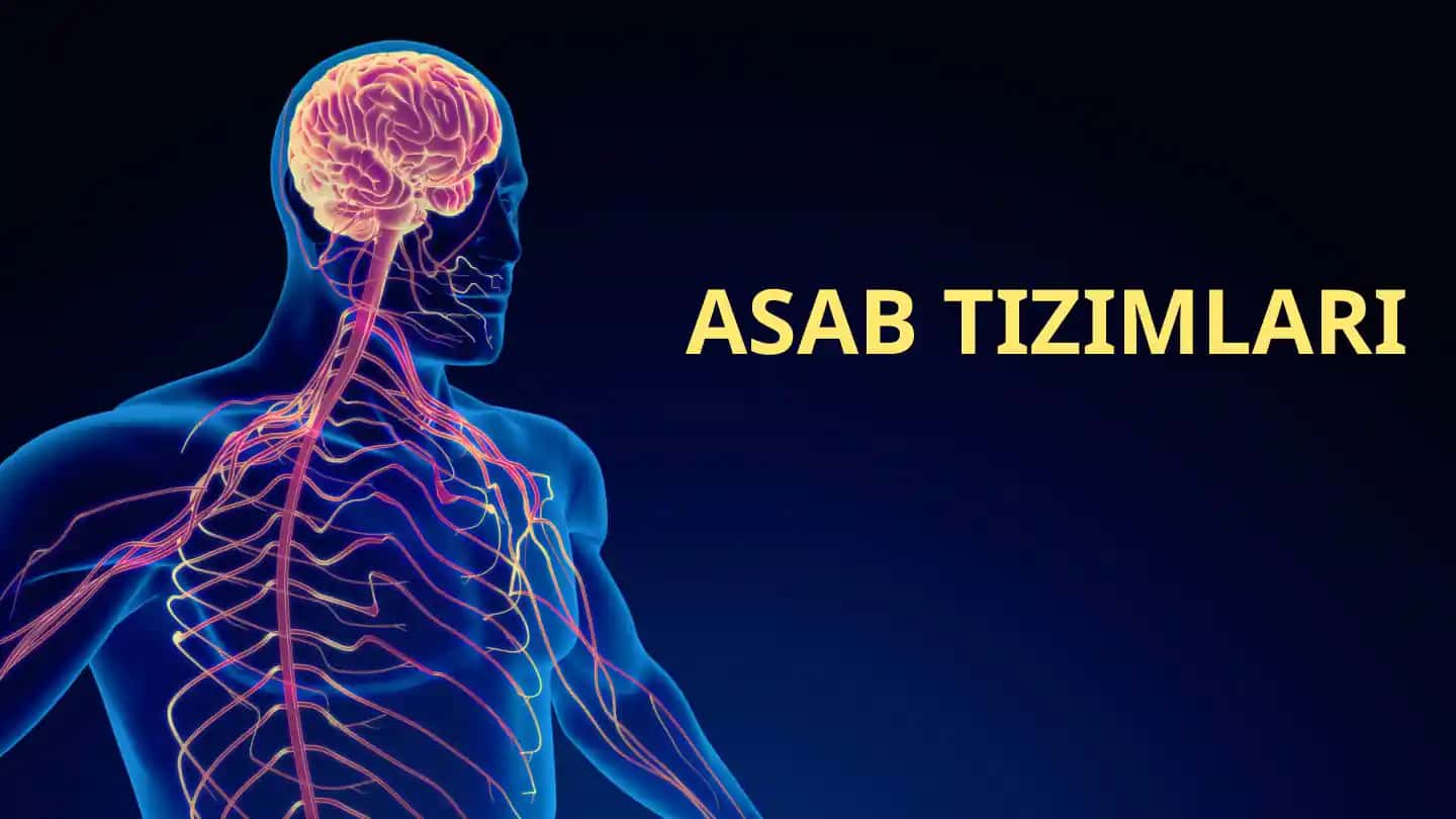ASAB TIZIMLARI