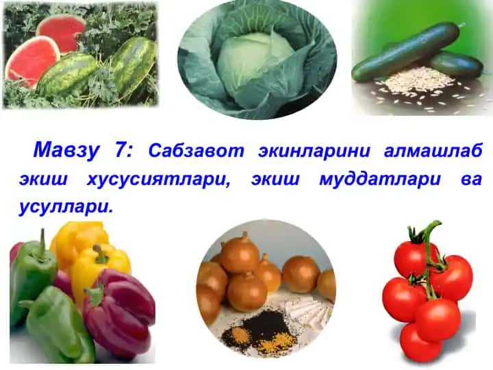 Сабзавот экишини ўрганувчи машғулот