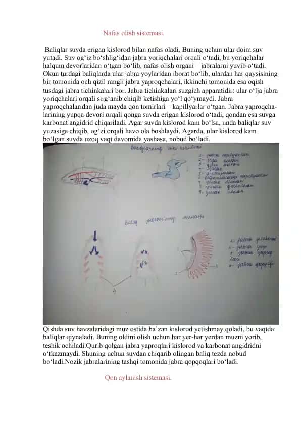 Nafas olish sistemasi
