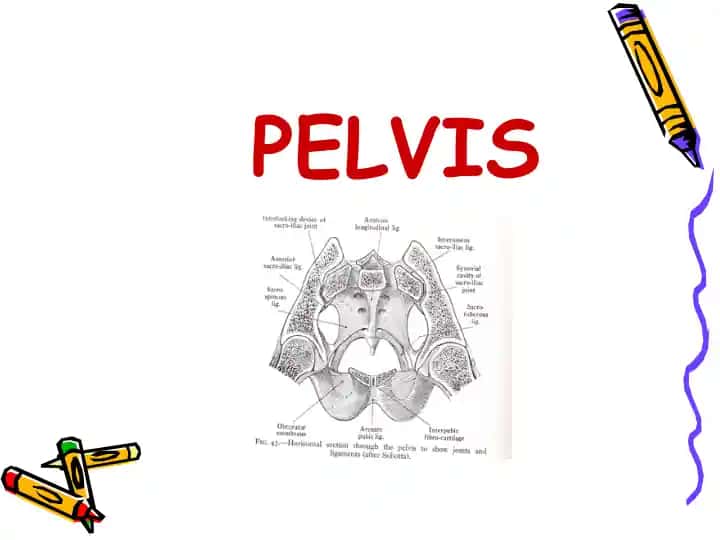 Pelvis