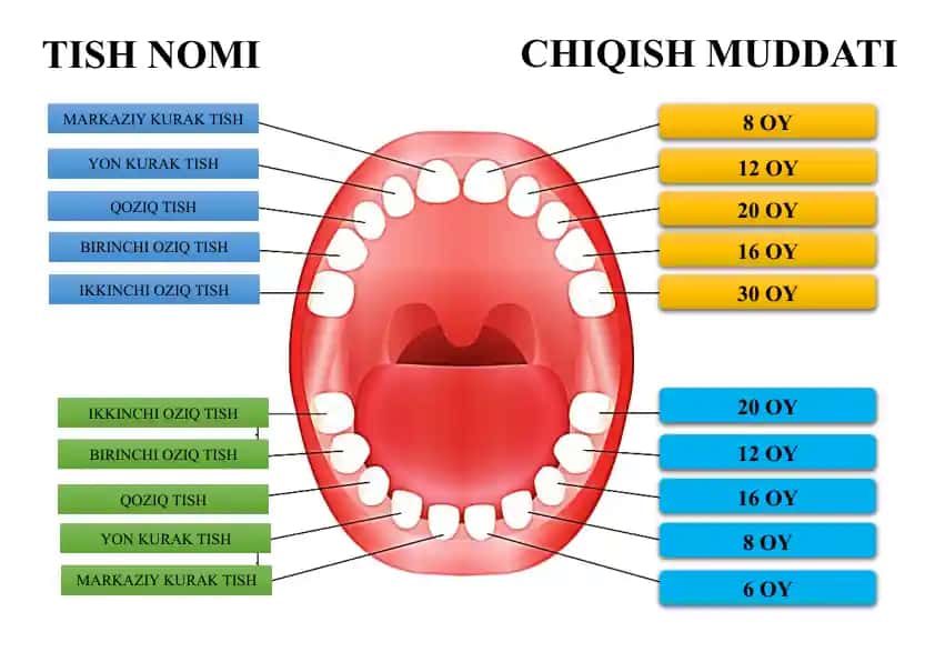 Tishlar uchun chiqish muddati