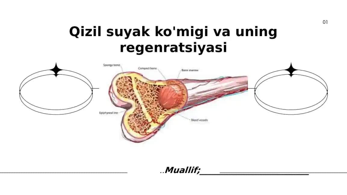 Qizil suyak ko'migi va uning regenratsiyasi