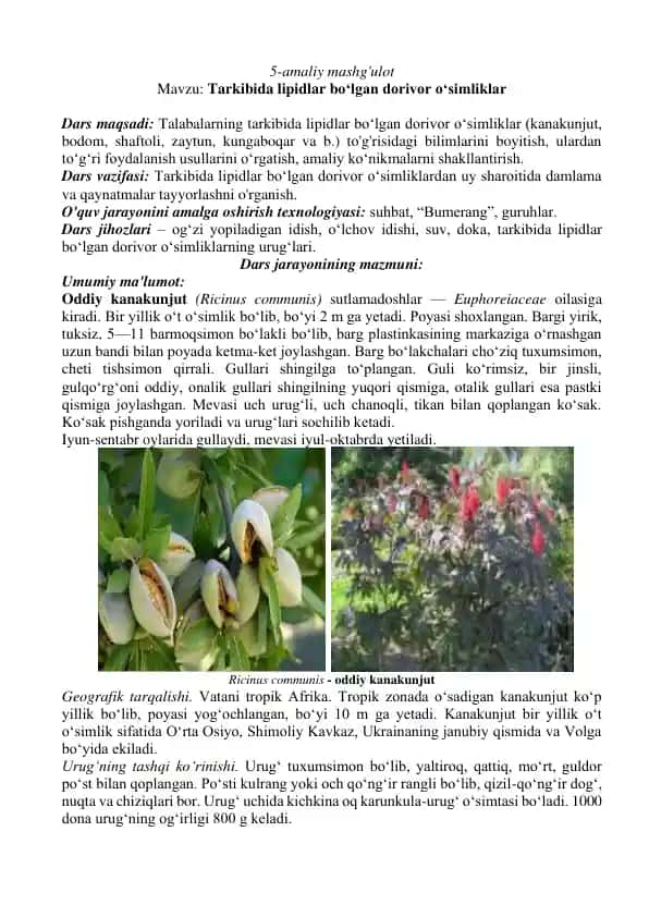 Oddiy kanakunjut (Ricinus communis)
