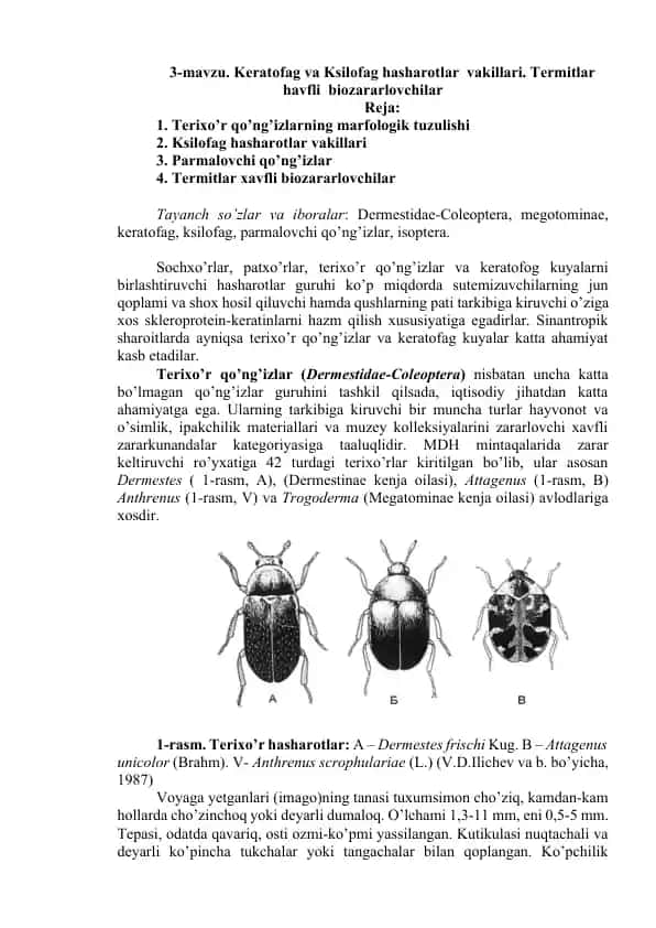 Terixo’r qo’ng’izlar vakillari