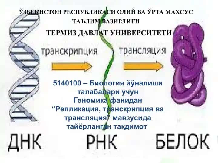 Транскрипция