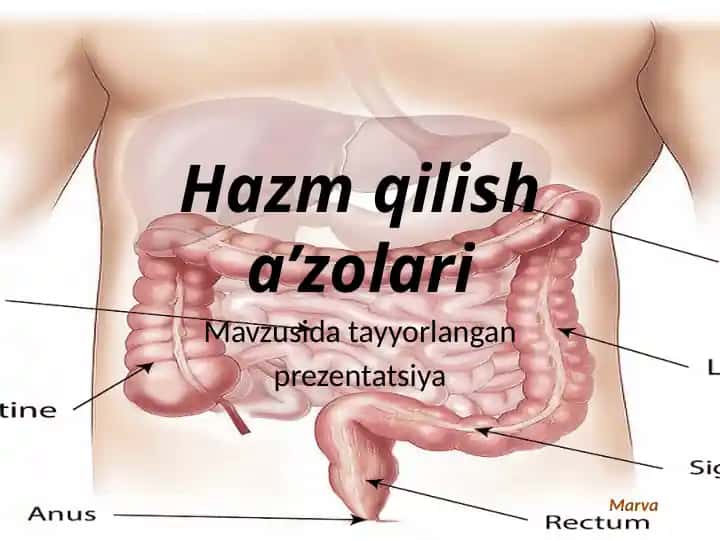 Hazm qilishazolari