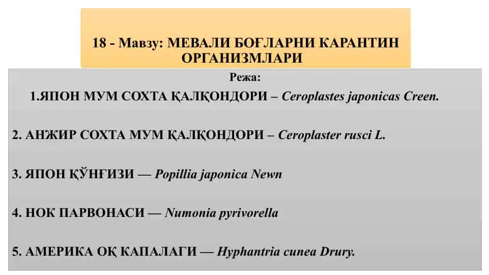 ЯПОН МУМ СОХТА ҚАЛҚОНДОРИ