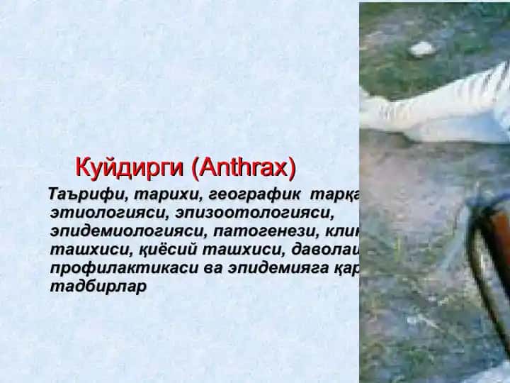 Куйдирги (Anthrax)