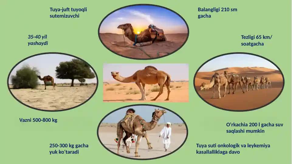 Tuya-juft tuyoqli sutemizuvchi