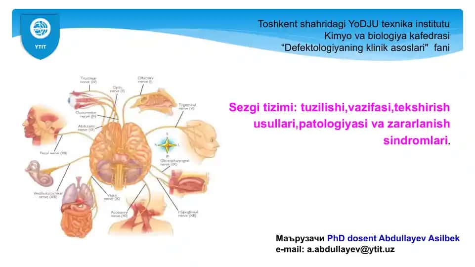 Sezgi tizimi