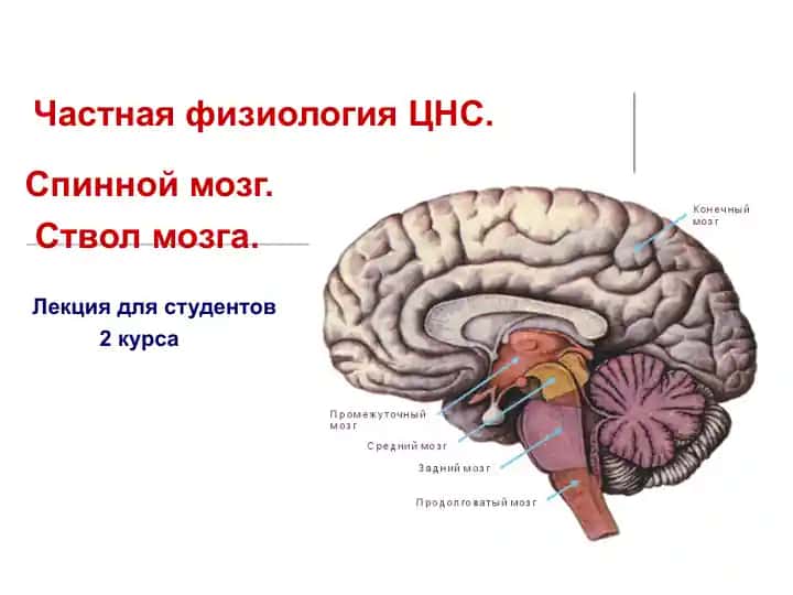 Частная физиология ЦНС