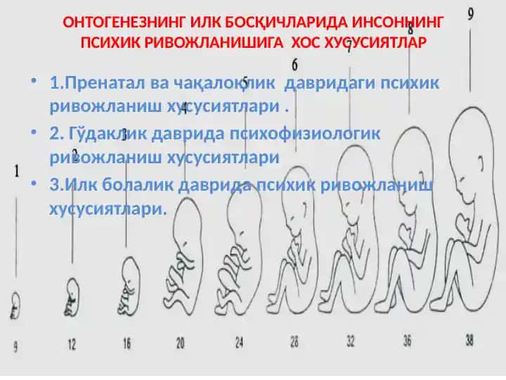ОНТОГЕНЕЗНИНГ ИЛК БОСҚИЧЛАРИДА ИНСОННИНГ ПСИХИК РИВОЖЛАНИШИГА ХОС ХУСУСИЯТЛАР