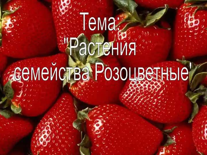 Rasteniya sem'iystva Rozotsvetnye