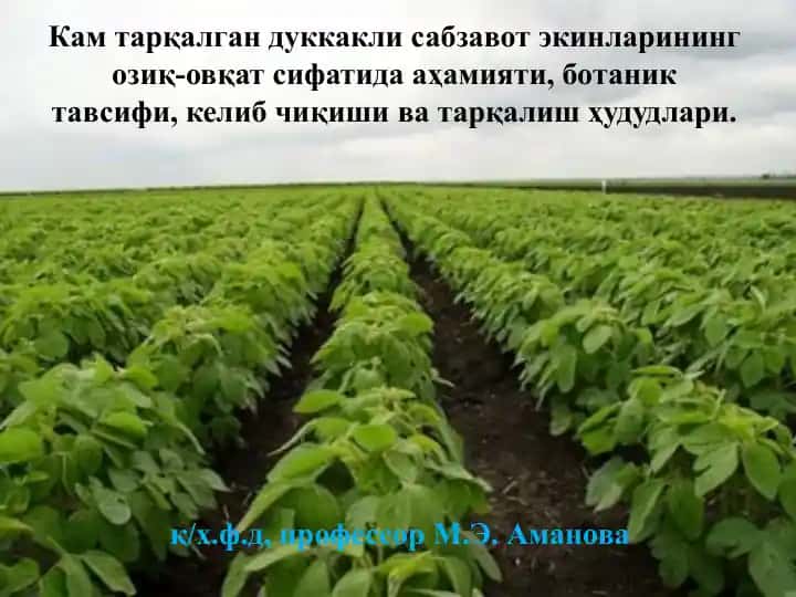 Кам тарқалган дуккакли сабзавот экинлари