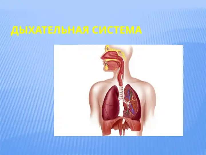 Дыхательная система