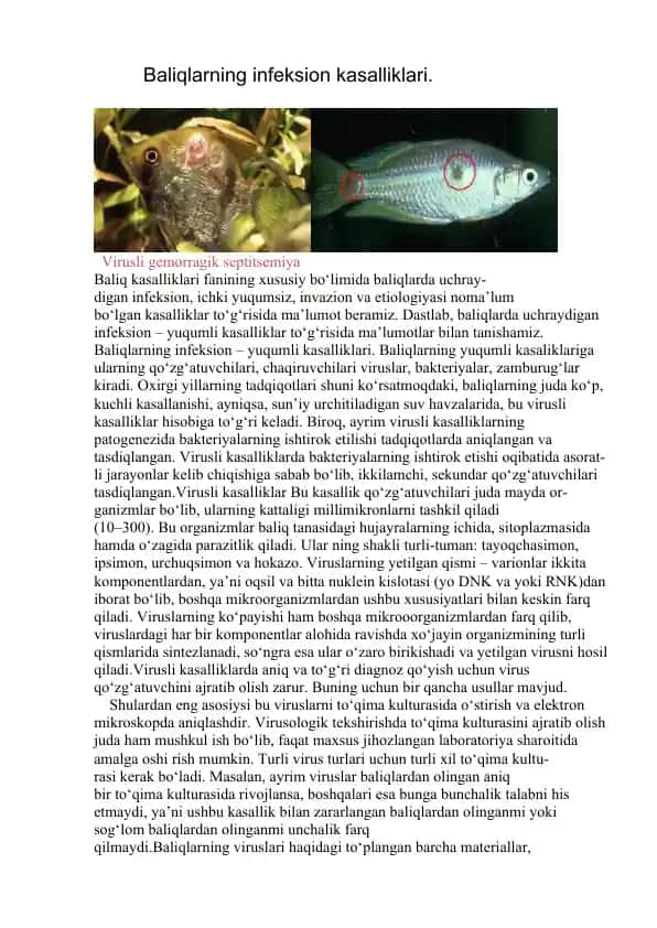 Baliqlarning infeksion kasalliklari