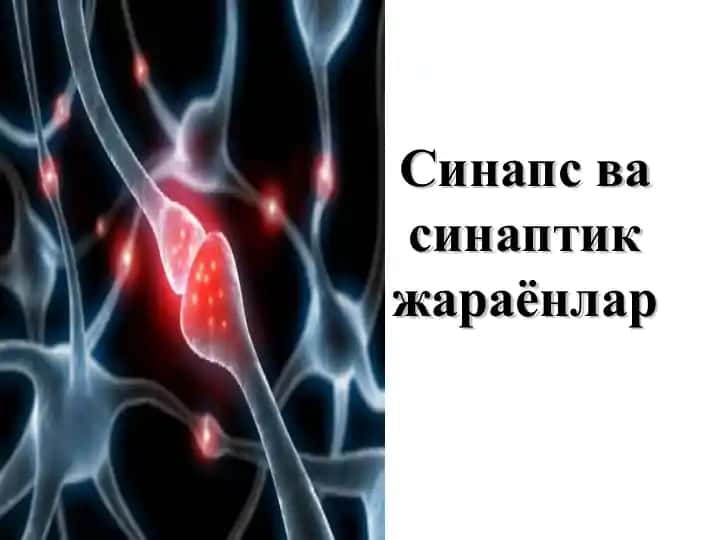 Синапс ва синаптик жараёнлар