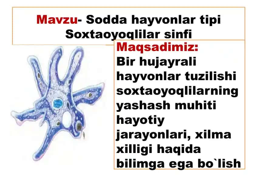 Sodda hayvonlar tipi